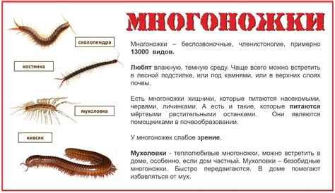Агрессивное поведение сороконожек: опасность для спящего человека