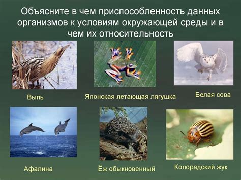 Акклиматизация организмов к погодным условиям и их эволюционное развитие