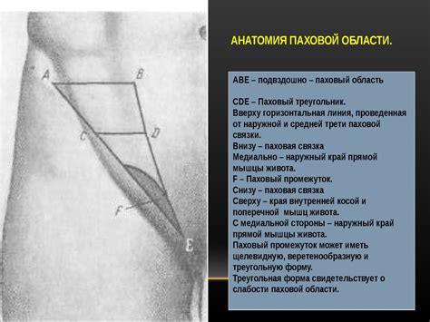 Анатомические особенности паховой области у женщин: основные характеристики и функции