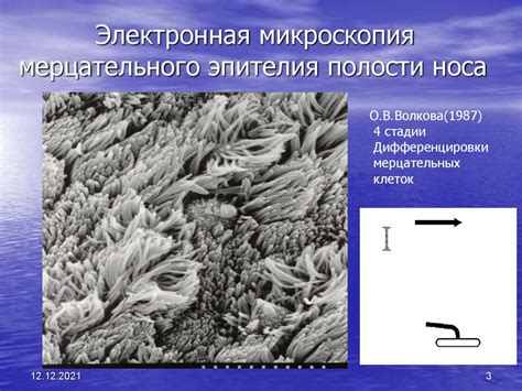 Анатомия мерцательного эпителия