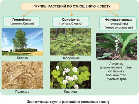 Богатство мест обитания кислицы в тверской местности