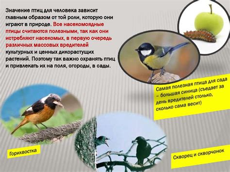 Важное значение территории для птиц в период сырости