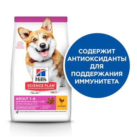 Важность оптимального питания для здоровья мелких пород собак в холодное время года