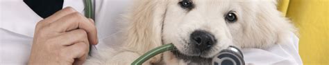 Важность посещения ветеринарного врача для правильного выбора препаратов после кастрации питомца