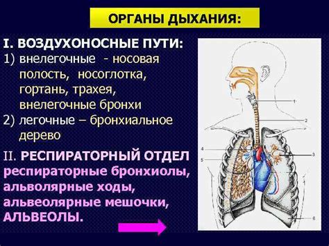 Важность роли мигательного эпителия для нормальной функции органов дыхания