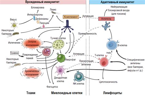 Взаимодействие "Креона" и "Урсосана" в организме: механизмы их действия