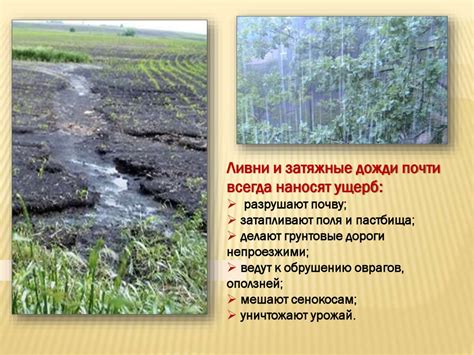 Влияние климатических условий на процесс разведения эндогенных организмов