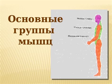 Влияние коллагена на здоровье суставов и опорно-двигательную систему