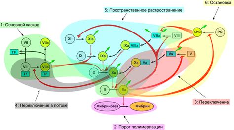 Влияние настоя из растительных листьев на свертываемость крови