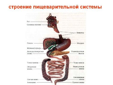 Влияние на органы пищеварительной системы