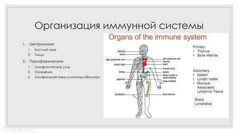 Влияние на функции иммунной системы