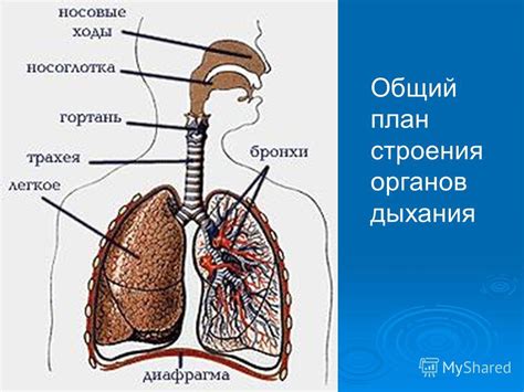 Влияние паров охлаждающей жидкости на органы дыхательной системы