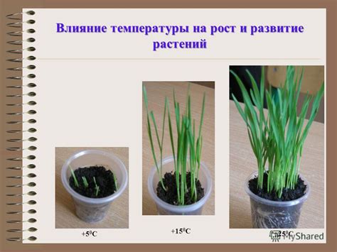 Влияние температуры и влажности на сохранность и качество зерна