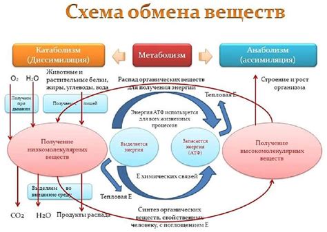 Возможное влияние на обмен веществ в организме