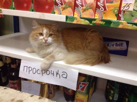 Возможные негативные последствия применения шпатлевки после истечения срока годности