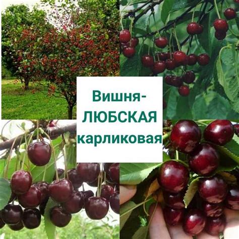 Возможные трудности при культивации вишни вблизи сосны