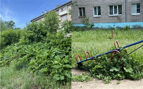 Выбор подходящей локации для получения навозных червей
