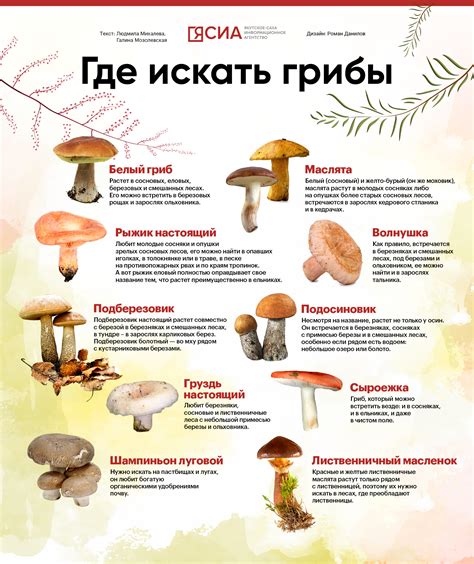 Грибные секреты Мостовского района: где искать и какие грибы можно обнаружить