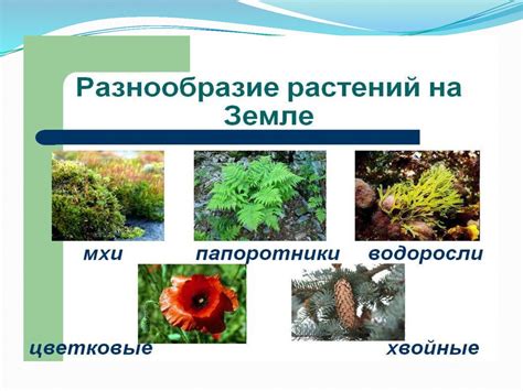 Зеленое богатство природы: особенности растений и требования к их росту
