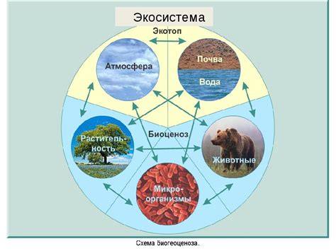 Значение лещины в экосистеме и ее связь с семейством березовых