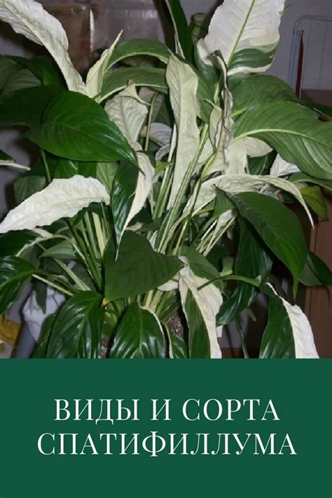 Изучаем характеристики и виды спатифиллума