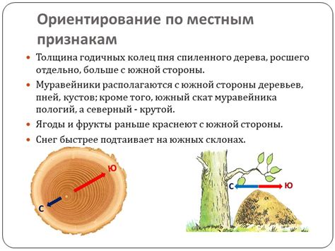 Изучение ростовых колец пня для определения севера