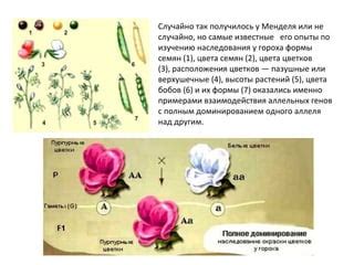 Исследование цвета и формы цветков