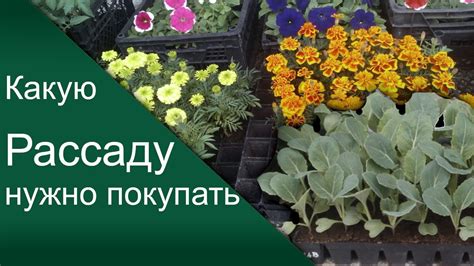 Как правильно выбрать: советы по выбору гипса и извести