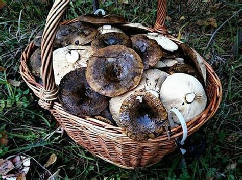 Как эффективно использовать собранные черные грузди