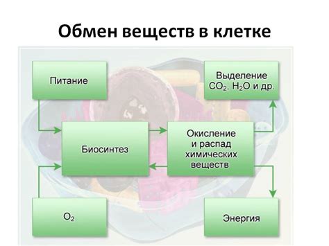 Механизм воздействия пряностей на обмен веществ сахара в организме
