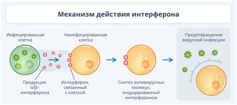 Механизм действия препарата при борьбе с проблемной шикардой у домашних питомцев