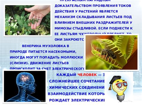 Механизм краснения листьев