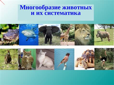 Многообразие и выбор предлагаемых животных