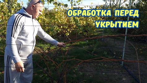 Обработка виноградных листьев для их правильного использования