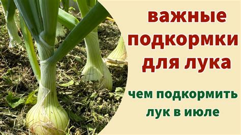 Обрезка и оформление куста: секреты ухода за луком розанна в зимний период