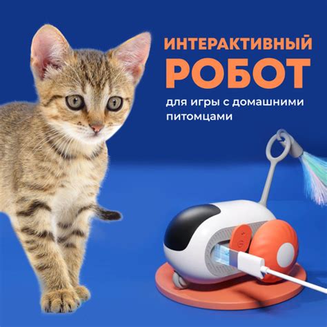 Определение и роль площадки по торговле домашними питомцами