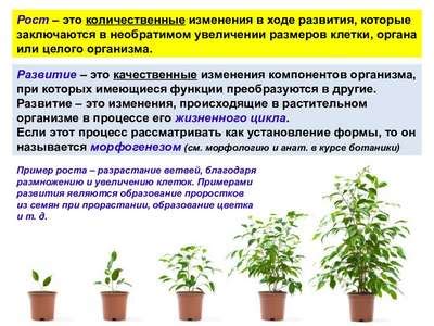 Особенности роста растений и связь со старинными обычаями уборки