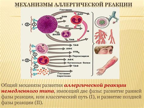 Повышенная вероятность возникновения аллергических проявлений