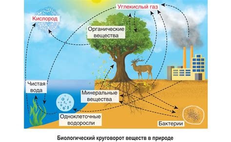 Поддержка естественного круговорота питательных веществ