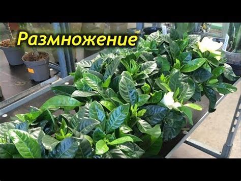 Последующий уход за пересаженным растением: секреты успеха и важные рекомендации