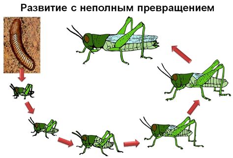 Потенциал сохранения и развития популяций бесценного насекомого в Российской Федерации