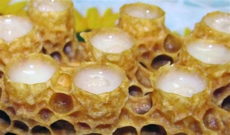 Правила хранения маточного молочка: забота о ценном продукте