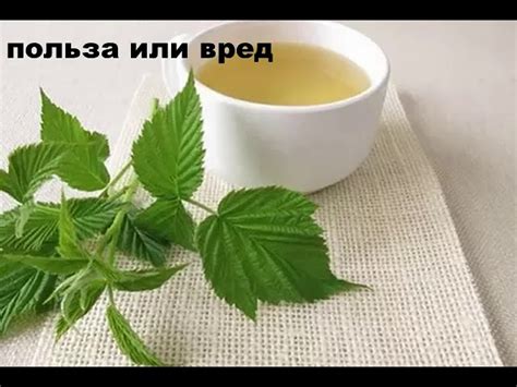 Применение отвара из листьев малины в целях улучшения свертываемости крови