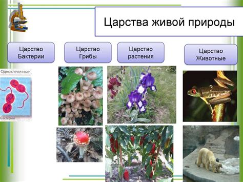 Применение сравнительного метода для классификации различных организмов