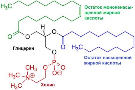 Принципы действия холина и лецитина: сходство и разнообразие