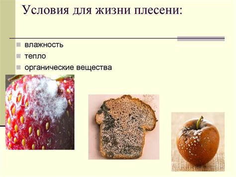 Причины и условия образования плесени на муке