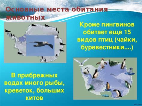 Разведка различных локаций: основные места, где обитает тувала