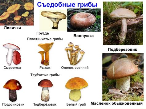 Разнообразие грибов в Мостовском районе: от шампиньонов до болетов