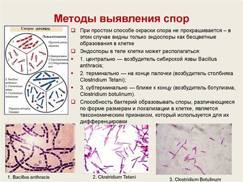 Расположение и особенности каждого центра окраски