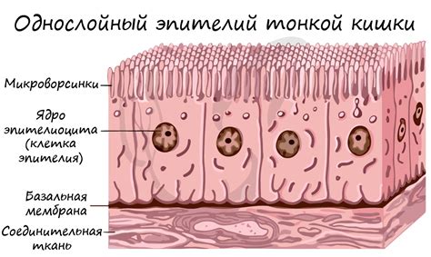 Расположение мерцательного эпителия в организме